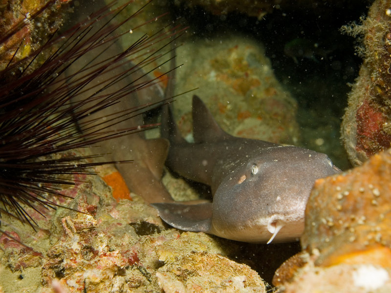 Bamboo Shark